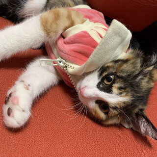 ヘビメタメイクの縞三毛Ｖｉｖｉちゃん