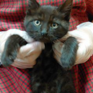 黒猫好きあつまれ！黒猫男子です☆