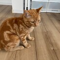 無事、新しい里親さんが見つかりました。