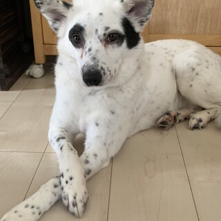 かしこくておっとりさん　