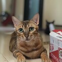 美ベンガル♀オトナ