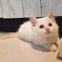 しっぽだけ薄茶の白モフ元気な男の子