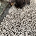 黒い子猫
