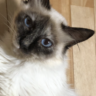 ありがとうございました★毛長の美猫　ルビーちゃん