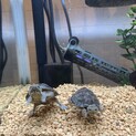 ミシシッピニオイガメ