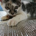 人懐っこいキジトラ白猫ちゃん