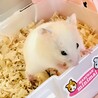今日、我が家に来ました。
