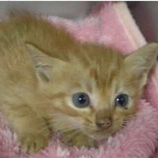 里親様に迎えられました。子猫　079
