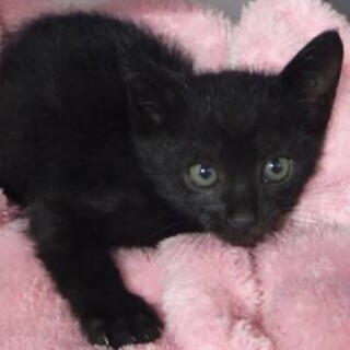 里親様に迎えられました。子猫　080