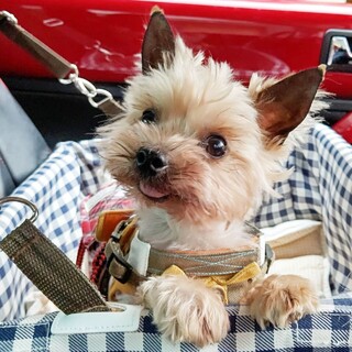 素敵な家族ができました、ありがとうございました♪