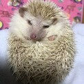 10月生まれ☆ハリネズミ♂