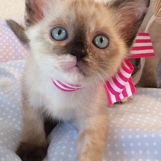 【7/5東銀座】マーブルちゃん２ヵ月弱♪