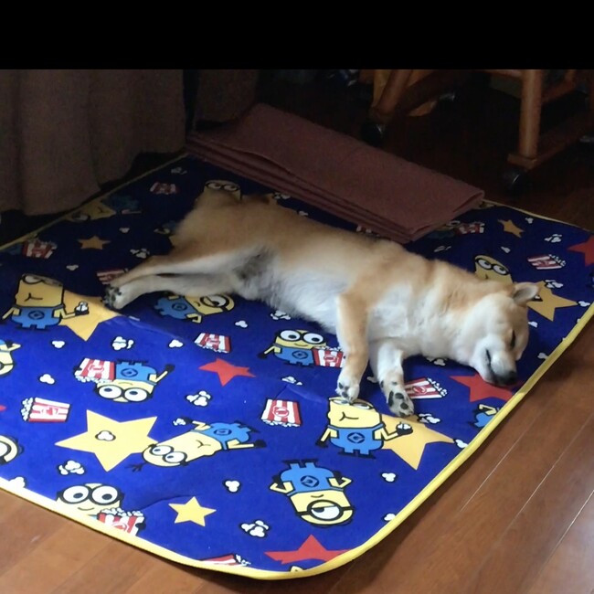 りぬまるのカバー写真