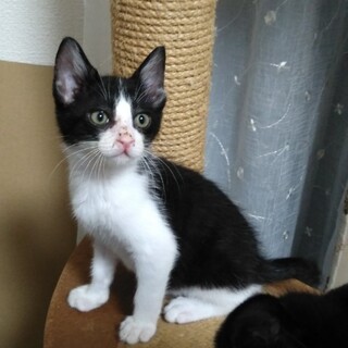 可愛いハチワレ 子猫 動画あり