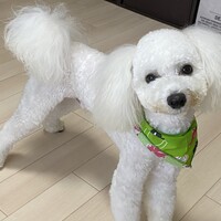 ぷぅ