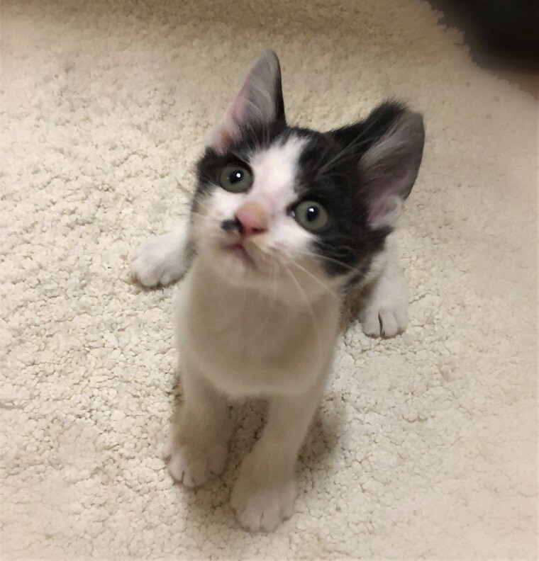 かぎシッポハチワレ女の子 愛知県 猫の里親募集 ペットのおうち 月間利用者150万人