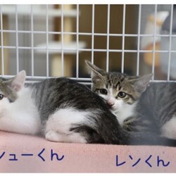 ねこの譲渡会@YAOMON サムネイル2