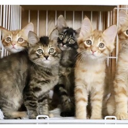 ねこの譲渡会@YAOMON サムネイル3