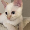 生後2.5か月⭐️ゴロゴロ甘えん坊なロイくん