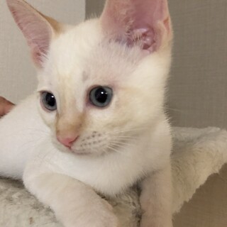 生後2.5か月⭐️ゴロゴロ甘えん坊なロイくん