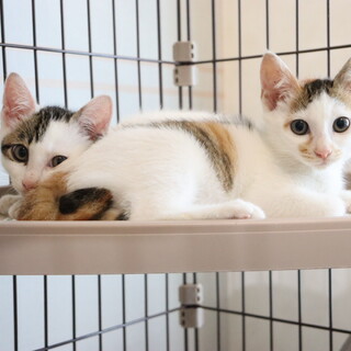 里親様募集！可愛い子猫の姉妹です