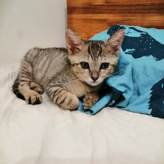 つぶらな瞳の可愛いキジ猫ちゃん