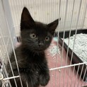 1.5ヶ月のかわいい子猫