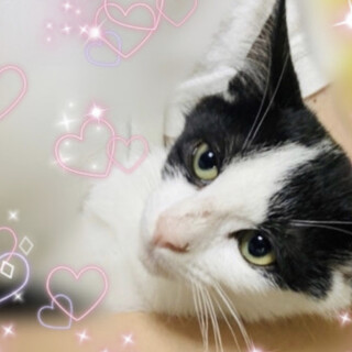 ☆こねこハチワレ美形☆