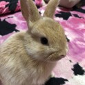 一旦里親交渉中なので〆らせて頂きます。