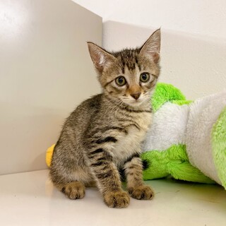 【動画】美人なお顔♪ 元気いっぱいのキジトラ子猫