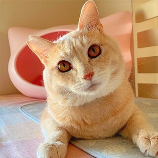 甘えん坊で食いしん坊！茶トラの「チャオ」