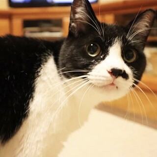 穏やかで甘えん坊のセリーナちゃん(停止中)