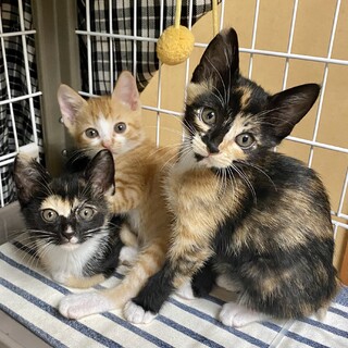 優しい里親さんのお家の一員になりました。