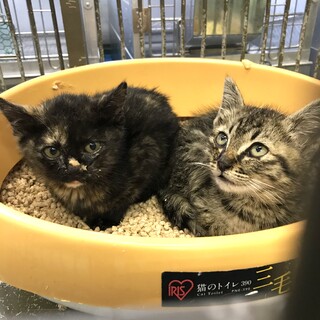 ふたりぼっち怖くて精一杯のシャー