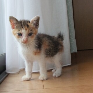 小柄なミケちゃんのご家族募集中！生後１ヶ月位です