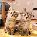 ベタ慣れ！双子子猫ウェンディ&リリィ