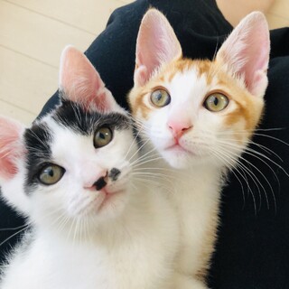 おもちゃ大好き！仲良しで甘えん坊な兄弟猫です！！