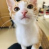 おもちゃ大好き！仲良しで甘えん坊な兄弟猫です！！ サムネイル2