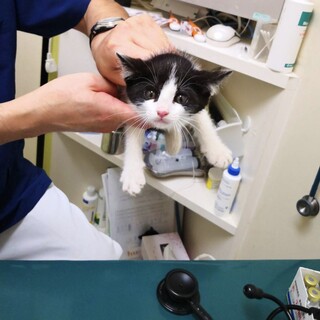 ハチワレ4兄弟★ドライくん