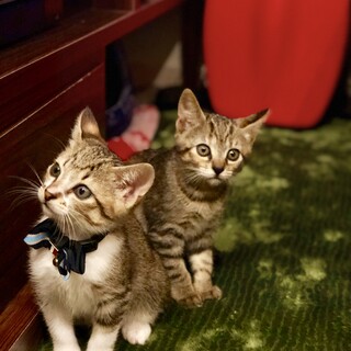 【緊急募集】犬のように人懐っこい兄妹猫