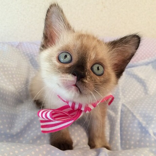 マーブルちゃん2ヵ月弱♪