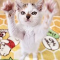 可愛いトビ三毛、やんちゃ子猫ぎゃんこちゃん