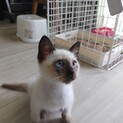 子猫の里親募集