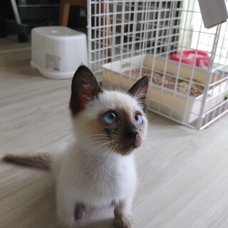 子猫の里親募集