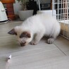子猫の里親募集 サムネイル3