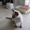 子猫の里親募集 サムネイル4