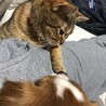 の写真
