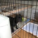 フレンチブルドッグ1歳男の子