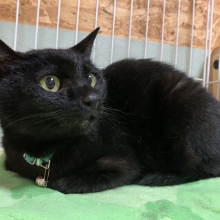 人懐こいくろちゃん♪