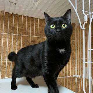 胸の白い毛がチャームポイントのルネくん★